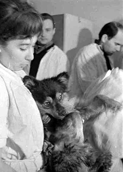Собака Уголек в первые сутки после полета на космическом корабле «Космос-110». 1966 год.