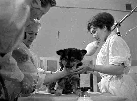Сотрудники Института медико-биологических проблем за осмотром собаки Уголёк после её полета на космическом корабле «Космос-110». 17 марта 1966 года.